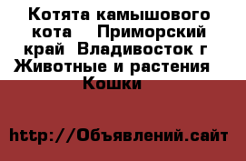 Котята камышового кота. - Приморский край, Владивосток г. Животные и растения » Кошки   